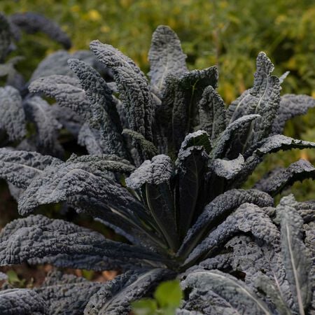 Black Magic, Kale - 5,000 Seeds image number null
